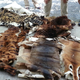 From the cache of illegal wildlife parts discovered in Phnom Penh in October 2014.